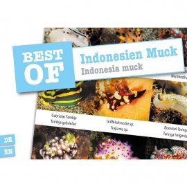 DiveSticker Indonesien Muck