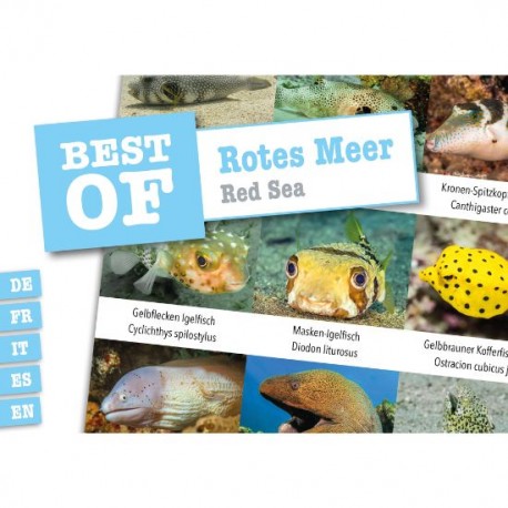 DiveSticker Rotes Meer