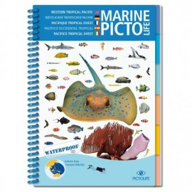 Asiatischer Pazifik Marine Pictolife