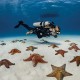 Flossen Scubapro Seawing Nova