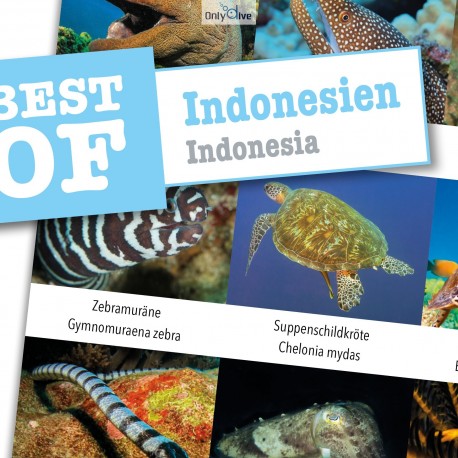 DiveSticker Indonesien