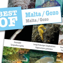 DiveSticker Malta/Gozo