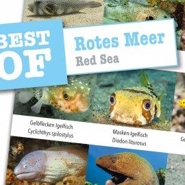 DiveSticker Rotes Meer